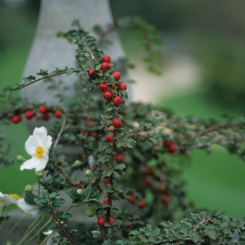 Cotoneaster apiculatus '' (030842)