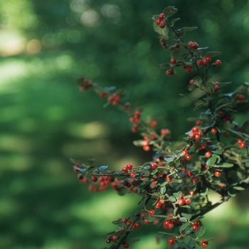 Cotoneaster dielsiana '' (030851)