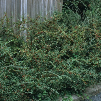 Cotoneaster divaricatus '' (030852)