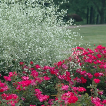 Crambe cordifolia '' (030865)