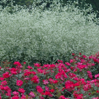 Crambe cordifolia '' (030866)