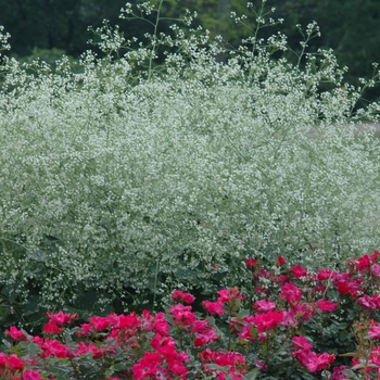 Crambe cordifolia '' (030867)