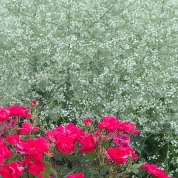 Crambe cordifolia '' (030868)