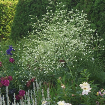 Crambe cordifolia '' (030869)