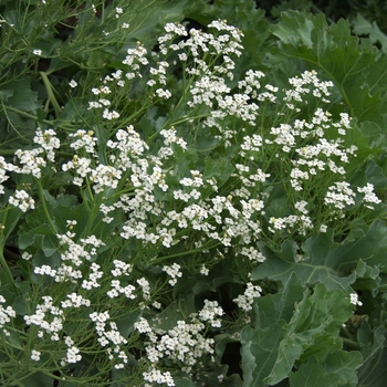 Crambe maritima '' (030872)