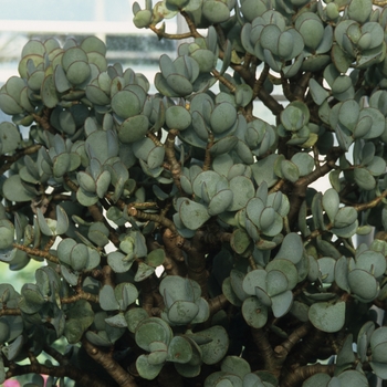 Crassula arborescens '' (030873)