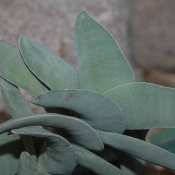 Crassula falcata '' (030874)