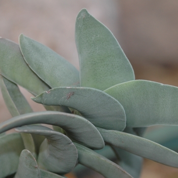 Crassula falcata '' (030875)