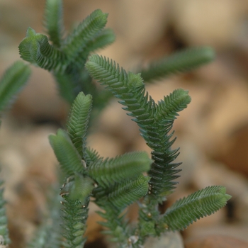 Crassula lycopodioides '' (030877)