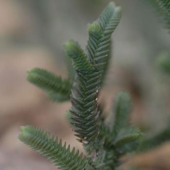 Crassula lycopodioides '' (030879)