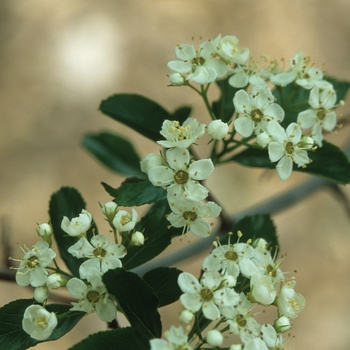 Crataegus crusgalli var inermis 'Crusader®' (030882)