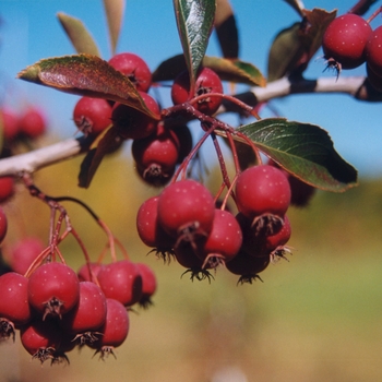 Crataegus crusgalli var inermis 'Crusader®' (030883)