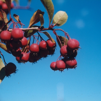 Crataegus crusgalli var inermis 'Crusader®' (030884)