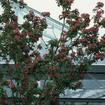 Crataegus laevigata 'Paul's Scarlet' (030885)