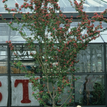 Crataegus laevigata 'Paul's Scarlet' (030886)