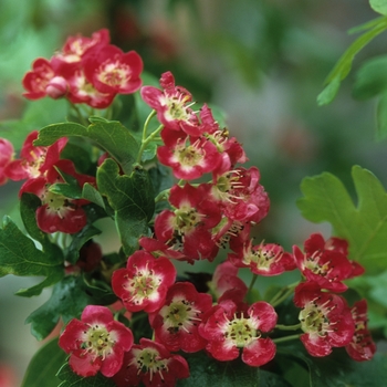 Crataegus laevigata 'Paul's Scarlet' (030887)