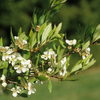 Crataegus opaca '' (030892)