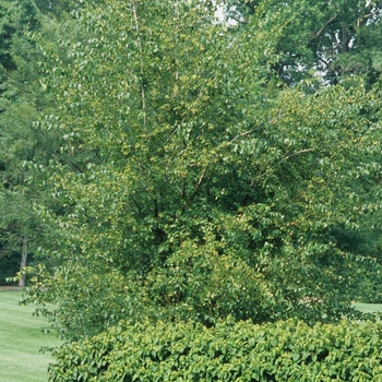 Crataegus phaenopyrum '' (030893)