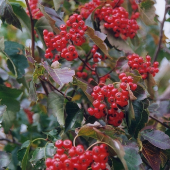 Crataegus phaenopyrum '' (030894)