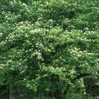 Crataegus viridis '' (030896)