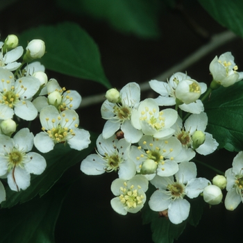 Crataegus viridis '' (030898)