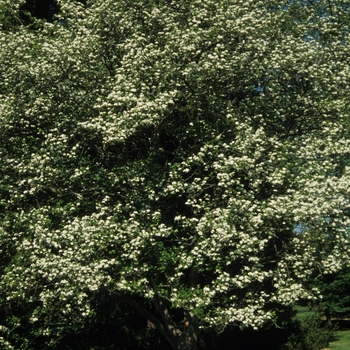 Crataegus viridis 'Winter King' (030899)