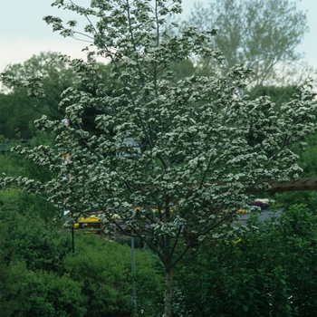 Crataegus viridis 'Winter King' (030901)