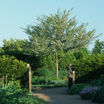 Crataegus viridis 'Winter King' (030902)