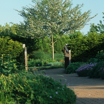 Crataegus viridis 'Winter King' (030903)