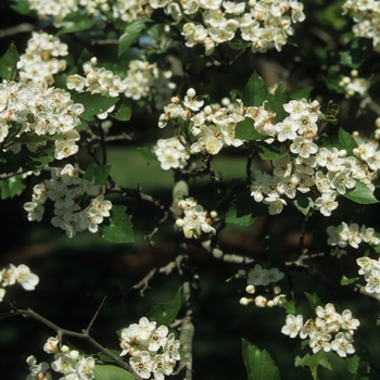 Crataegus viridis 'Winter King' (030904)