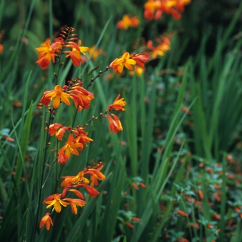 Crocosmia 'Emily Mckenzie' (030909)