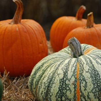 Cucurbita argyrosperma 'Survivor' (030929)