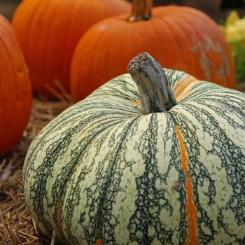 Cucurbita argyrosperma 'Survivor' (030931)