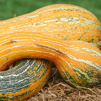 Cucurbita argyrosperma 'Tricolor Cushaw' (030933)