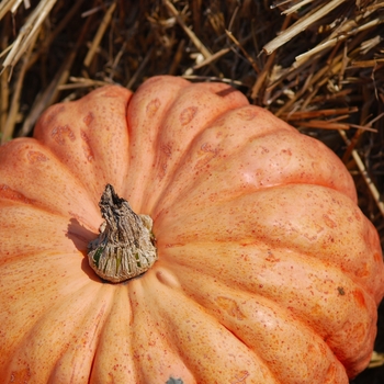 Cucurbita maxima 'Australian Butter' (030941)