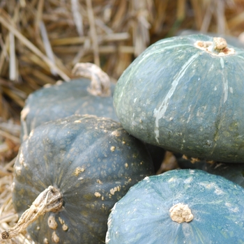 Cucurbita maxima 'Burgess Buttercup' (030947)