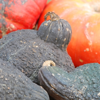 Cucurbita maxima 'Chicago Warted' (030951)