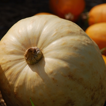 Cucurbita maxima 'Full Moon' (030956)