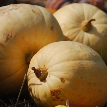 Cucurbita maxima 'Full Moon' (030958)