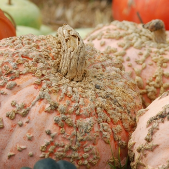 Cucurbita maxima 'Galeux d' Eysines' (030959)