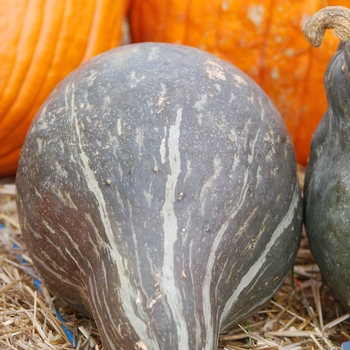 Cucurbita maxima 'Green Hubbard' (030966)