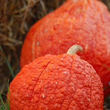 Cucurbita maxima 'Hopi Orange' (030971)