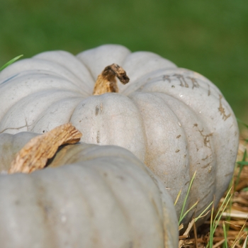 Cucurbita maxima 'Jarrahdale' (030973)