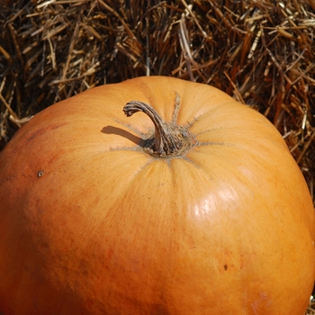 Cucurbita maxima 'King of Mammoth' (030976)