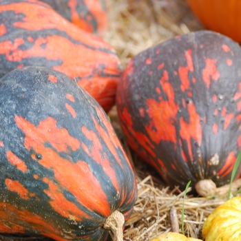 Cucurbita maxima 'Lokota' (030979)