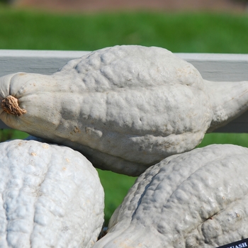 Cucurbita maxima 'Blue Hubbard' (030988)