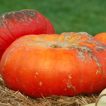 Cucurbita maxima 'Rouge Vif d'Etampes' (030999)