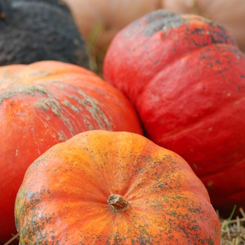 Cucurbita maxima 'Rouge Vif d'Etampes' (031000)