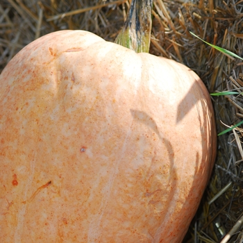 Cucurbita pepo 'Amish Pie' (031018)