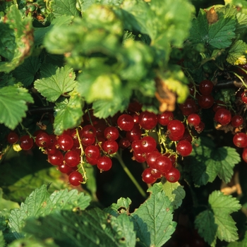 Ribes rubrum 'Red Lake' (031024)